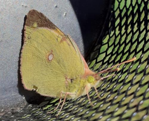 Colias croceus