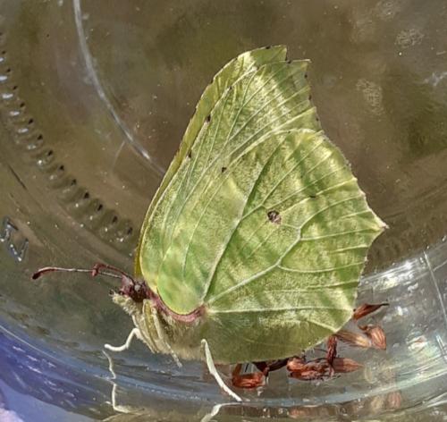 Gonepteryx rhamni