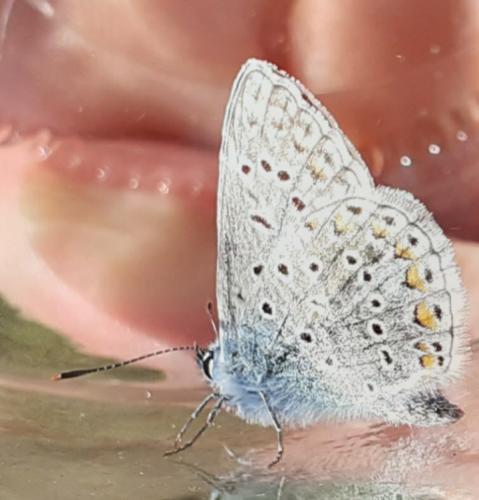 Polyommatus icarus