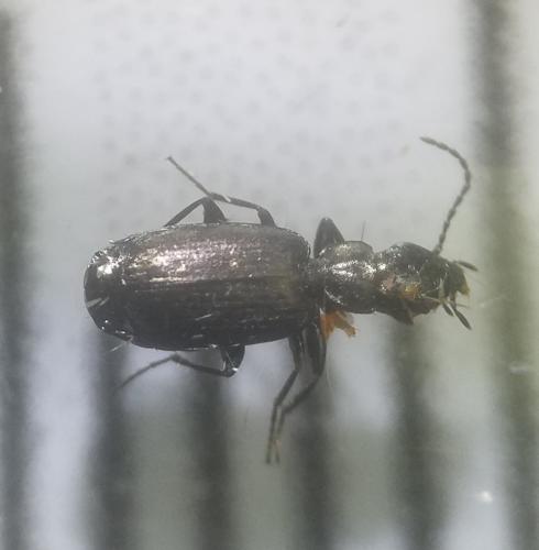 Syntomus foveatus