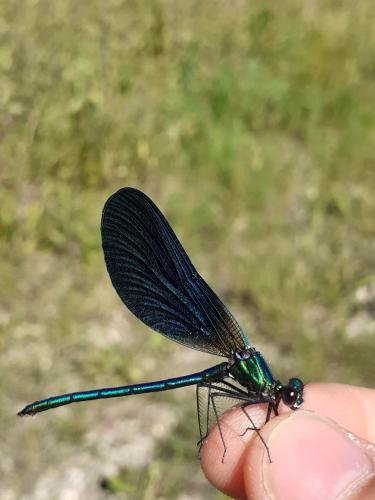 Calopteryx virgo