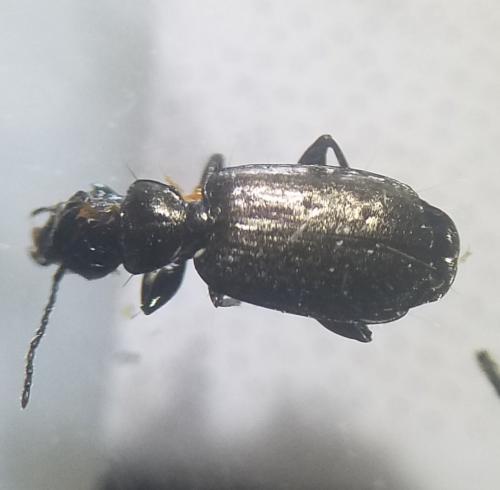 Syntomus foveatus