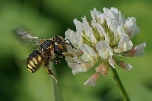 Réf. 304 865 : Anthidium sp.