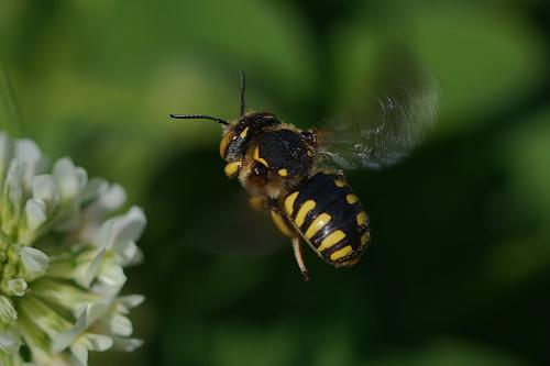 Réf. 304 866 : Anthidium sp.
