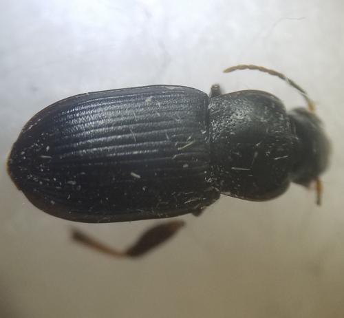 Réf. 304 676 : Semiophonus signaticornis