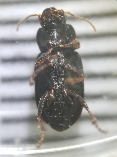 Réf. 304 677 : Semiophonus signaticornis