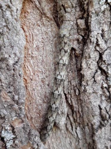 Lycia sp.