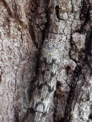 Lycia sp.