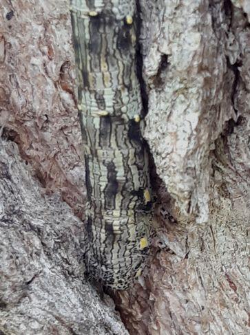 Lycia sp.