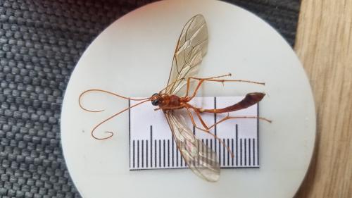 Réf. 304 578 : Enicospilus inflexus