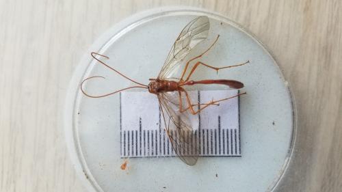 Réf. 304 579 : Enicospilus inflexus