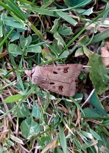 Réf. 304 768 : Agrotis exclamationis