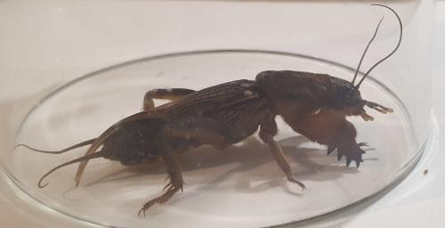 Gryllotalpa sp.