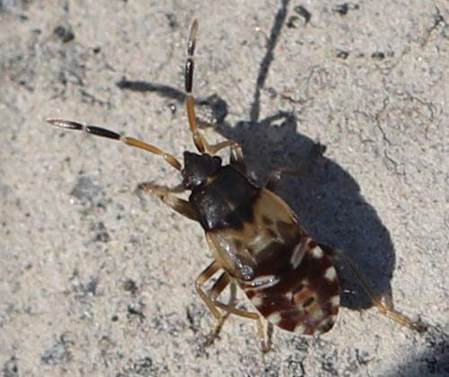 Scolopostethus sp.
