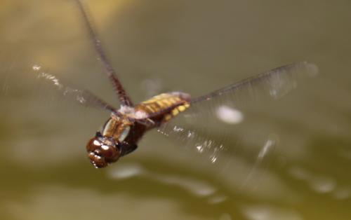 Libellula depressa
