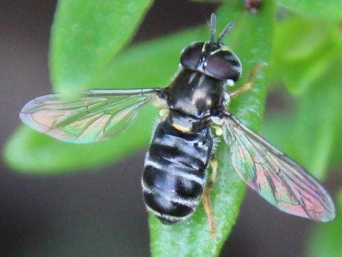Réf. 304 925 : Paragus sp.