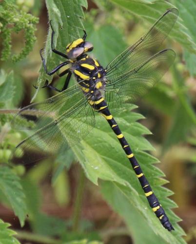 Cordulegaster boltonii