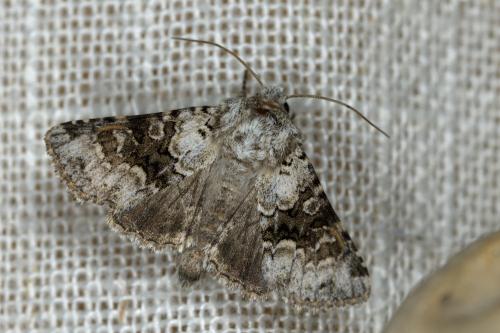 Réf. 304 428 : Hecatera bicolorata