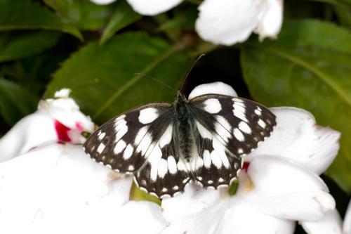 Melanargia galathea