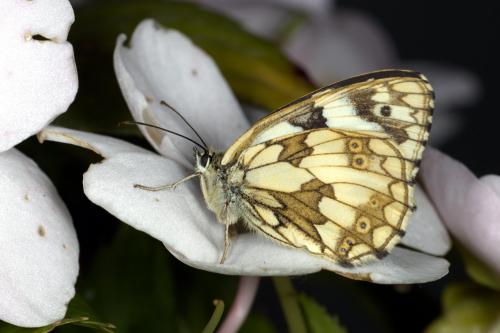 Melanargia galathea