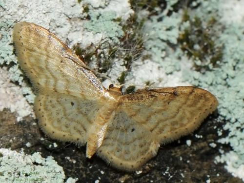 Réf. 304 525 : Idaea fuscovenosa