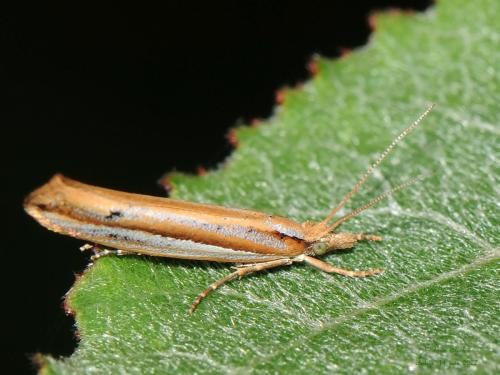 Ypsolopha ustella