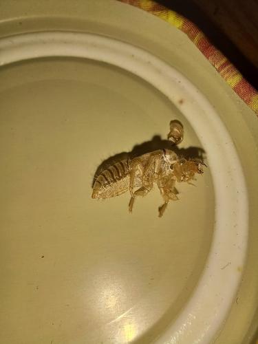 Réf. 304 120 : Cicadetta sp.