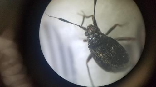 Réf. 304 499 : Capsus ater
