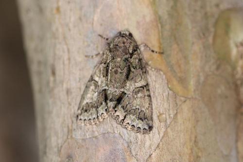Réf. 304 625 : Polyphaenis sericata