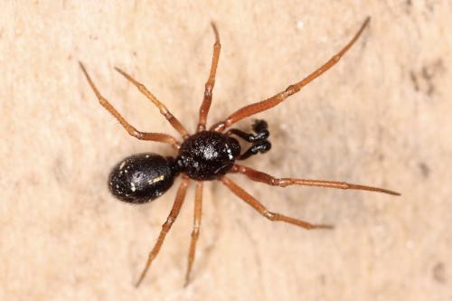Crustulina scabripes