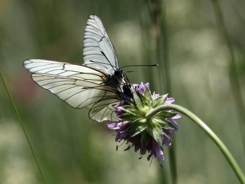 Réf. 304 486 : Aporia crataegi
