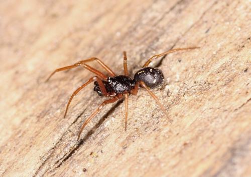 Crustulina scabripes