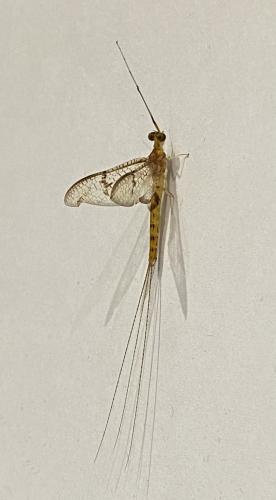 Ephemera glaucops