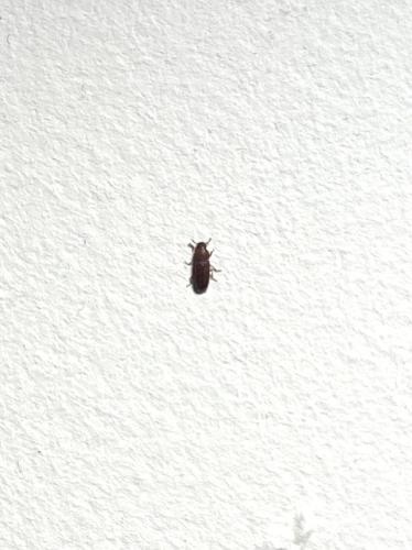 Tribolium sp.