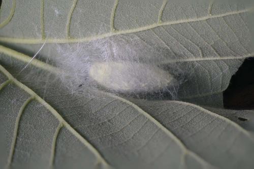 Malacosoma neustria