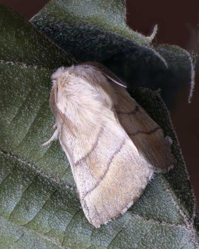 Malacosoma neustria
