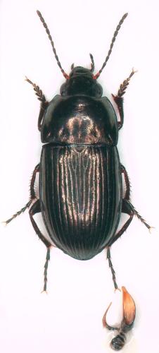 Réf. 304 233 : Amara lunicollis
