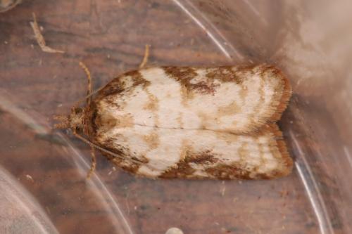 Acleris hastiana