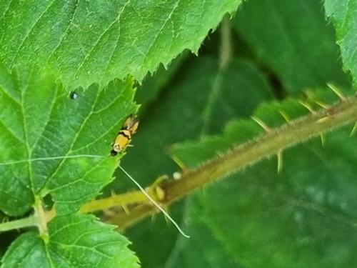 Nemophora sp.