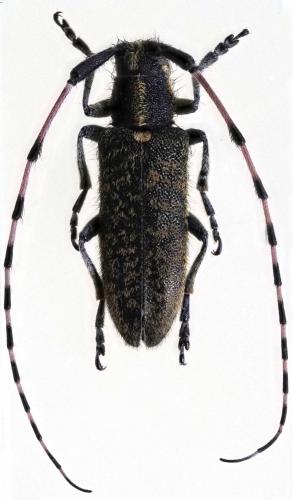 Agapanthia sicula sicula