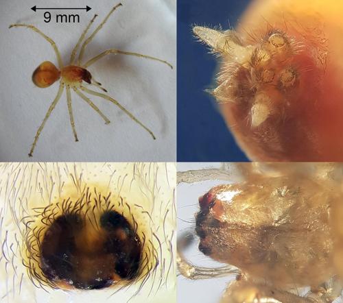 Cheiracanthium mildei