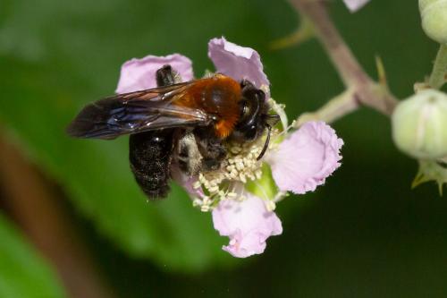 Andrena sp.