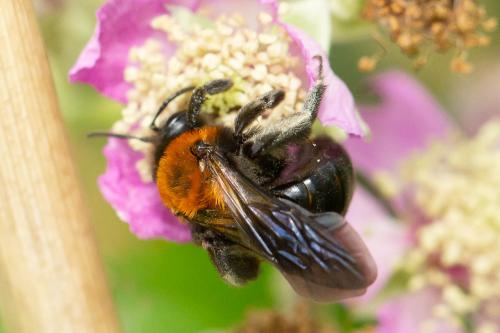 Andrena sp.