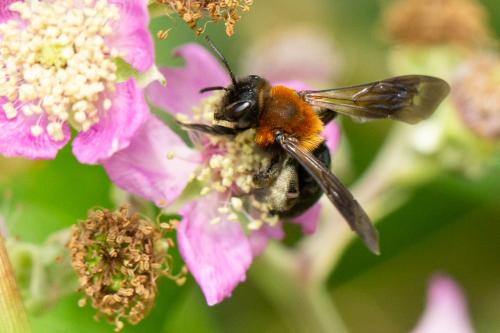 Andrena sp.