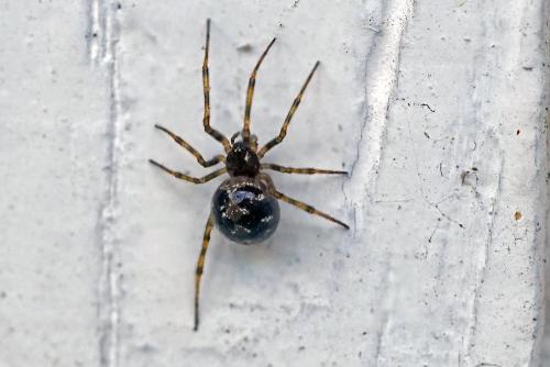 Réf. 304 545 : Steatoda triangulosa