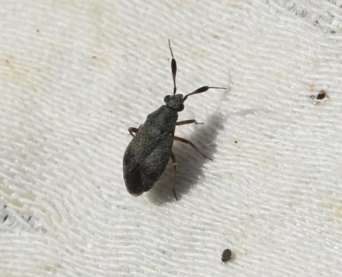 Réf. 304 011 : Heterocordylus sp.