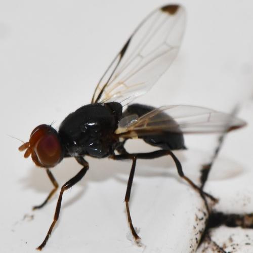 Réf. 304 657 : Seioptera vibrans