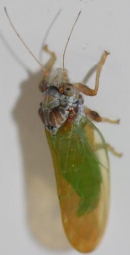 Réf. 304 685 : Psylla buxi