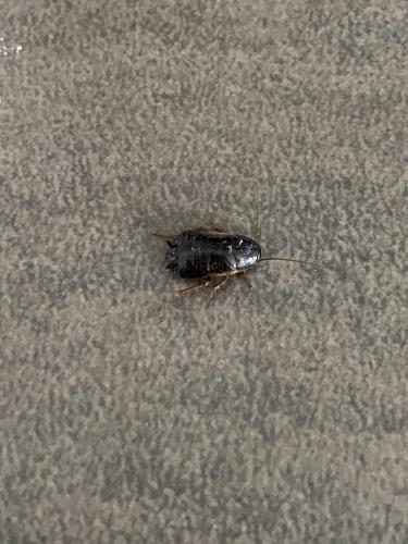Réf. 304 056 : Loboptera sp.