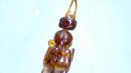 Réf. 304 526 : Aleocharinae inconnu